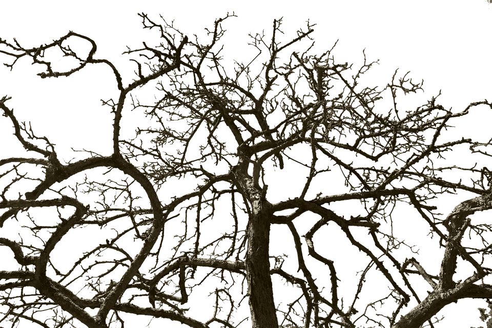 Tree Without Leaves, Isolated, Wood, Old, Cut Out - Дерево Без Листьев Png Clipart (960x640), Png Download