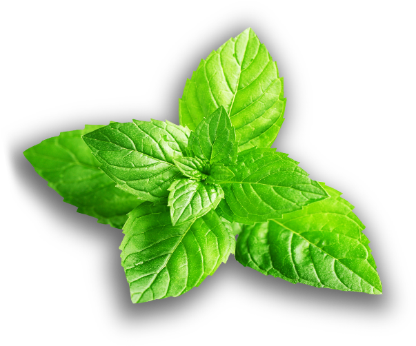 Slide - Fresh Mint Leaves Png Clipart (630x520), Png Download