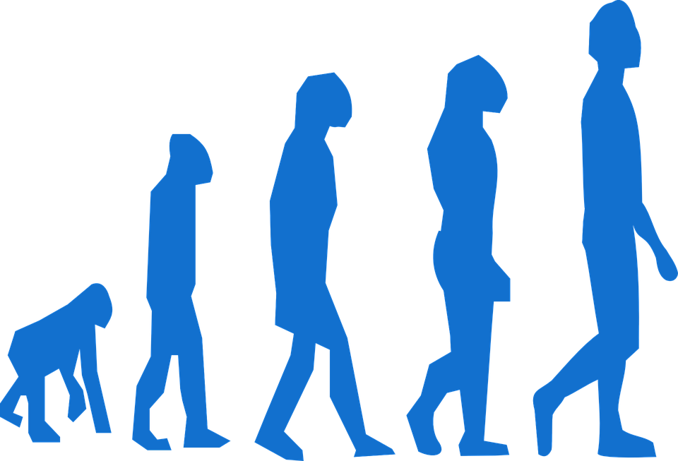 Human Evolution Clipart (960x653), Png Download