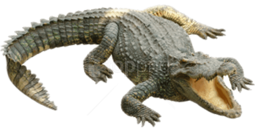 Free Png Download Crocodile Png Images Background Png - Crocodile Png Clipart (850x637), Png Download