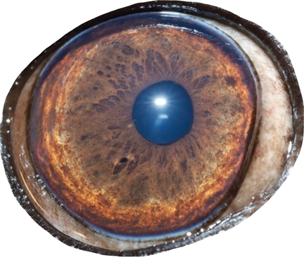 Eye Bloodshot Redeye Bloodshoteyes Face Bigeyes Pug - Circle Clipart (1024x864), Png Download