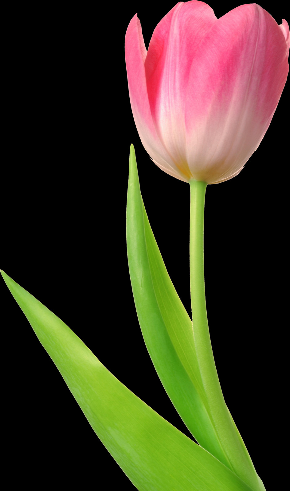 Tulip, Free Pngs - 粉紅 色 鬱金香 Clipart (944x1600), Png Download
