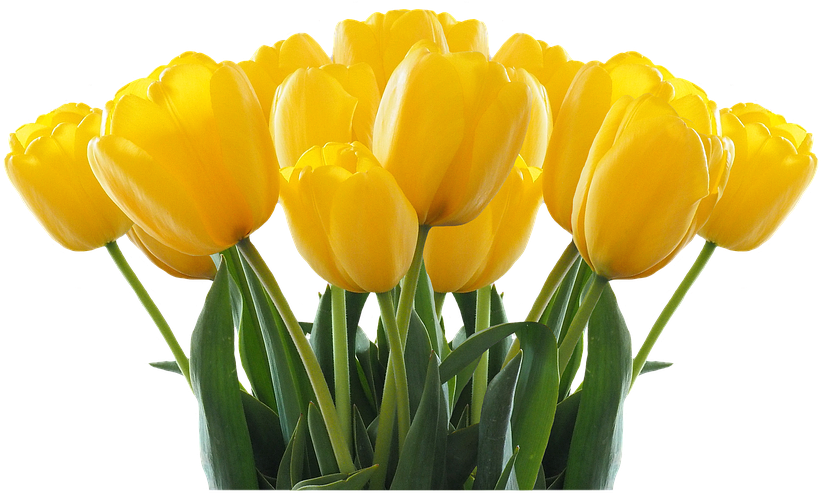Tulipany Png Clipart (960x720), Png Download