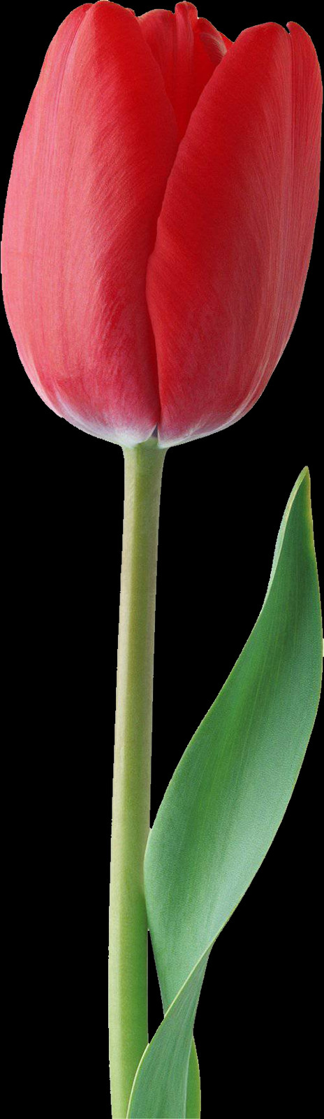 Tulip, Free Pngs - Sprenger's Tulip Clipart (464x1600), Png Download