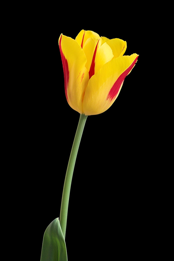 Tulip, Free Pngs - Sprenger's Tulip Clipart (600x900), Png Download