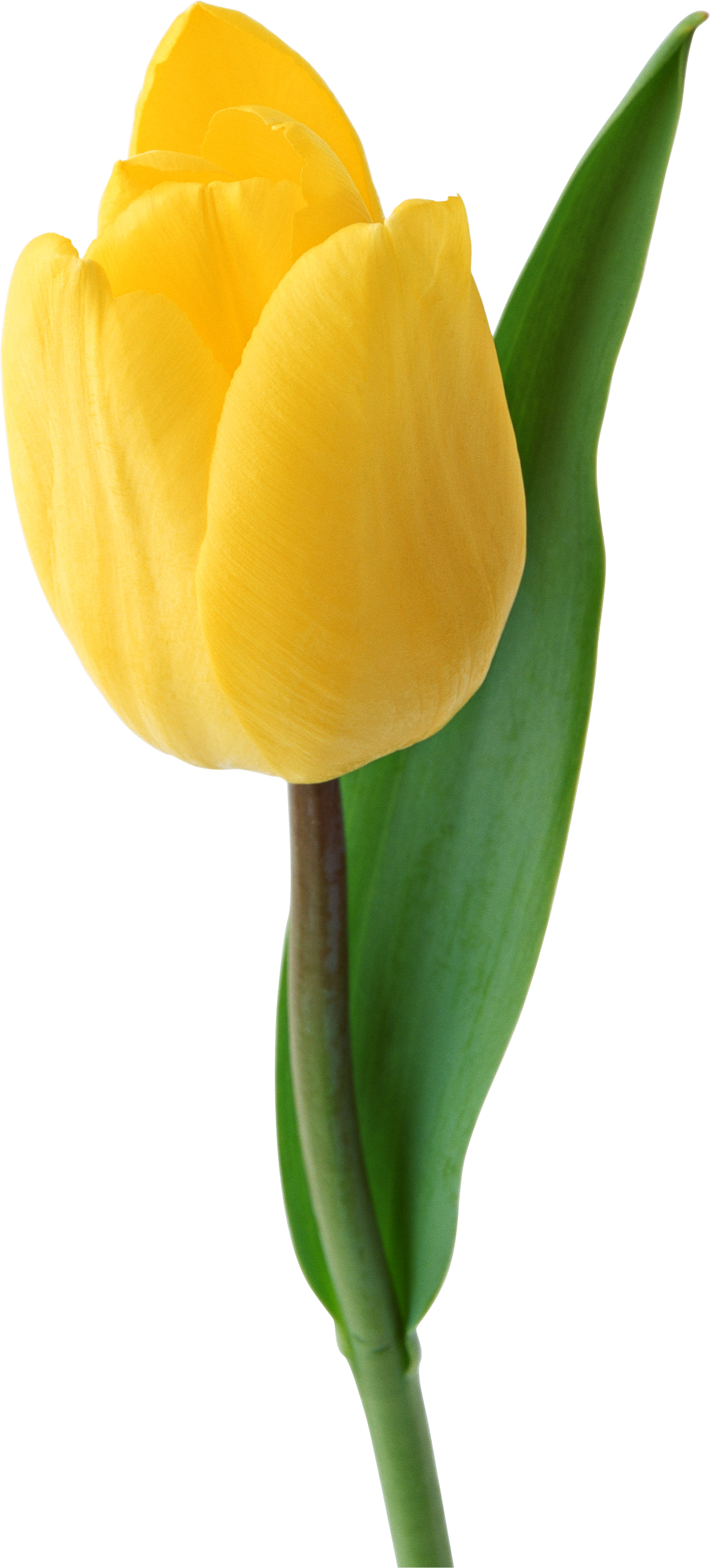 Svg Royalty Free Download Tulip Png Images Free Download Clipart (1243x2742), Png Download