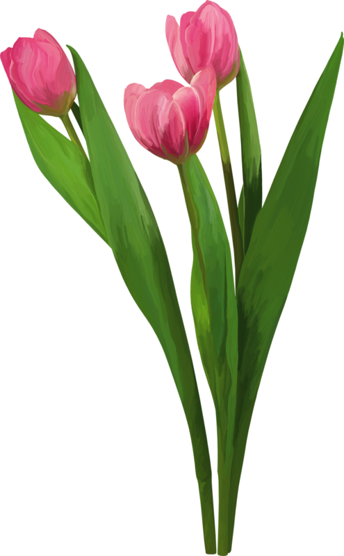 Яндекс - Фотки - Sprenger's Tulip Clipart (495x800), Png Download