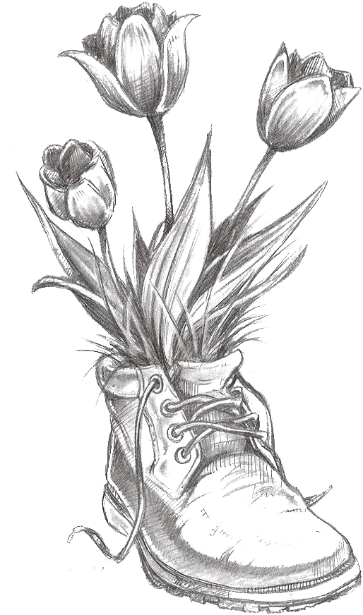 Flower Tulip Pencil Transprent Png Free Download - Flower Drawings Clipart (564x915), Png Download