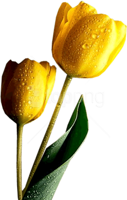 Free Png Download Yellow Tulips Png Images Background - Divine Inspirations And Prayers Clipart (480x704), Png Download