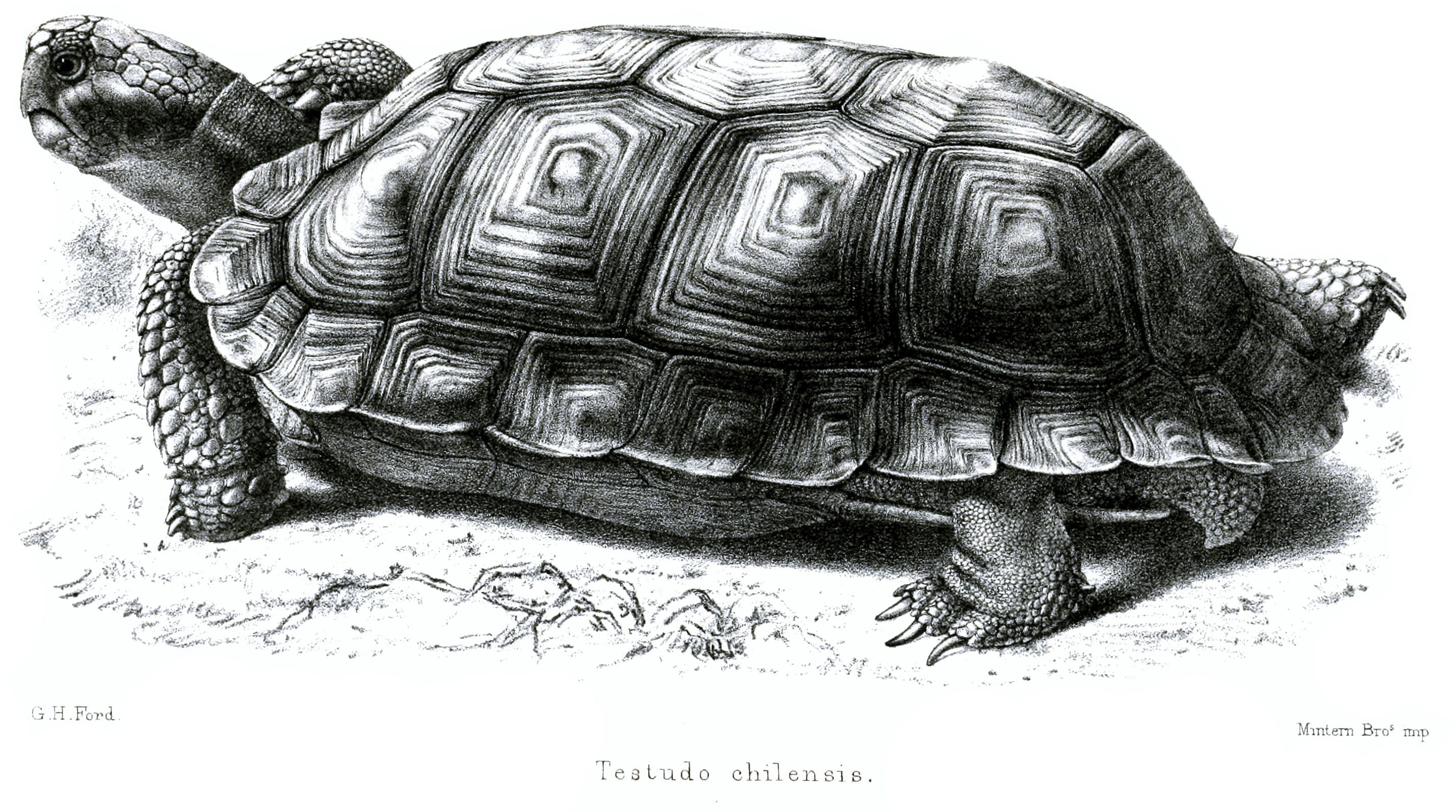 File - Testudochilensisford - Galápagos Tortoise Clipart (2937x1903), Png Download