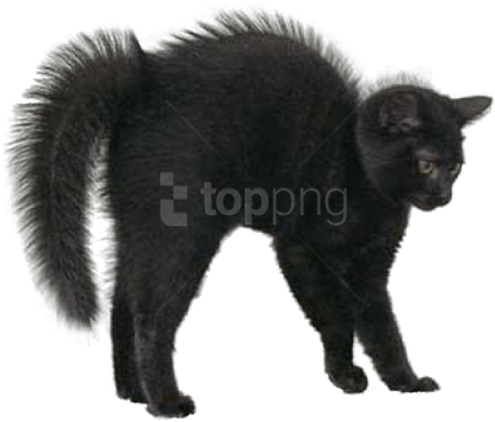 Free Png Black Cat Png Images Transparent - Halloween Real Black Cats Clipart (850x638), Png Download