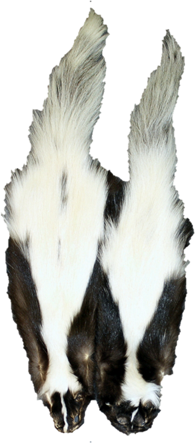 2x Wide Stripe - Hooded Skunk Clipart (960x1580), Png Download