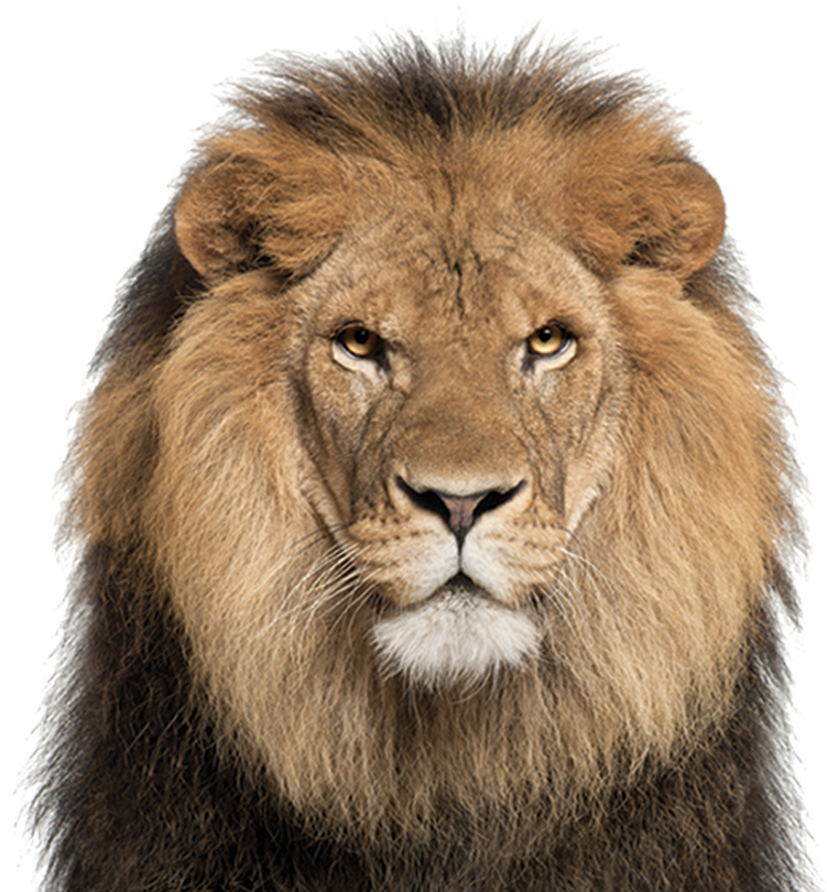 Lion Face White Background , Png Download Clipart (751x810), Png Download