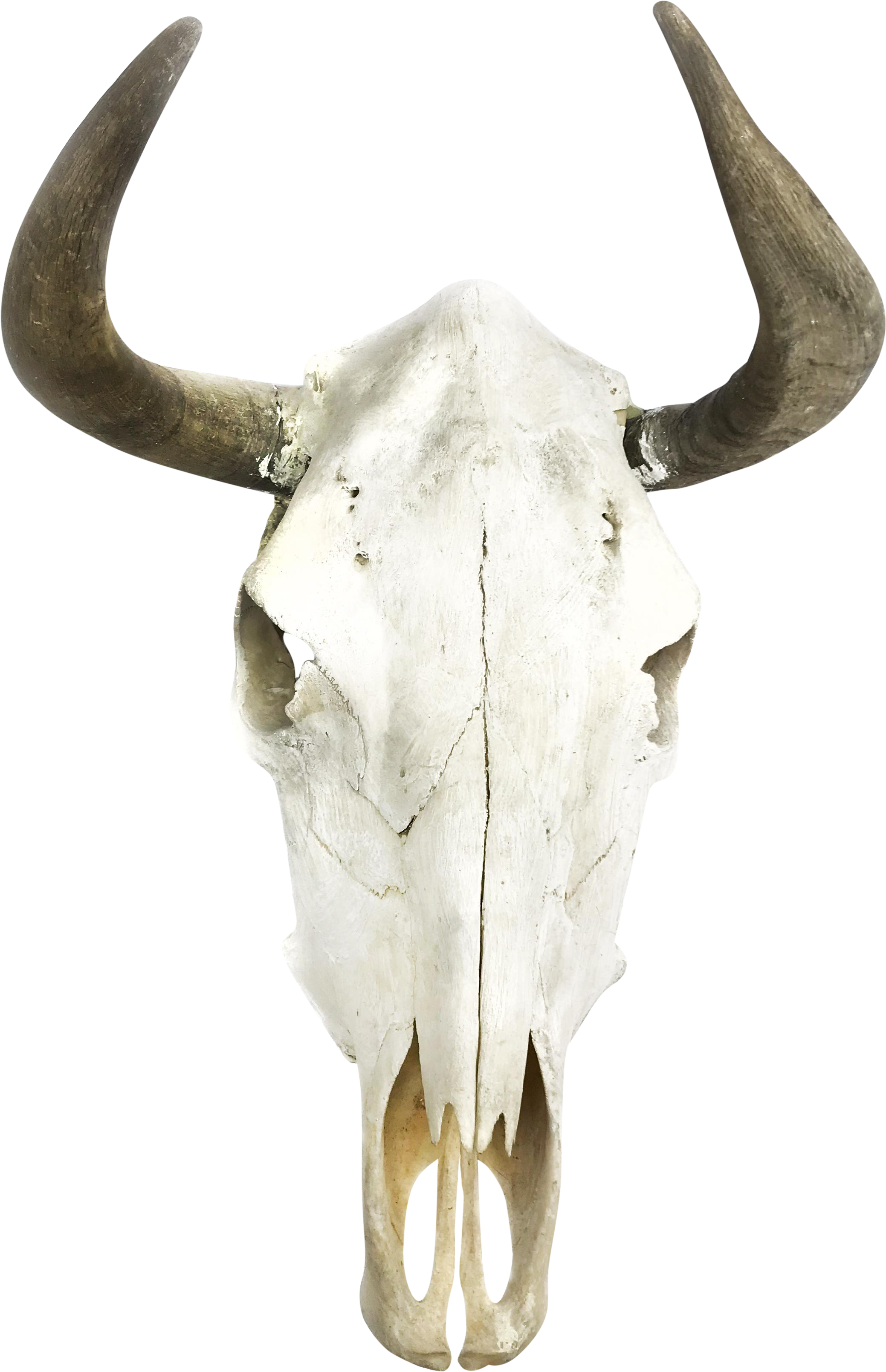Boho Cow Skull Wall Decor Moose - Bull Skull Clipart (3024x4032), Png Download
