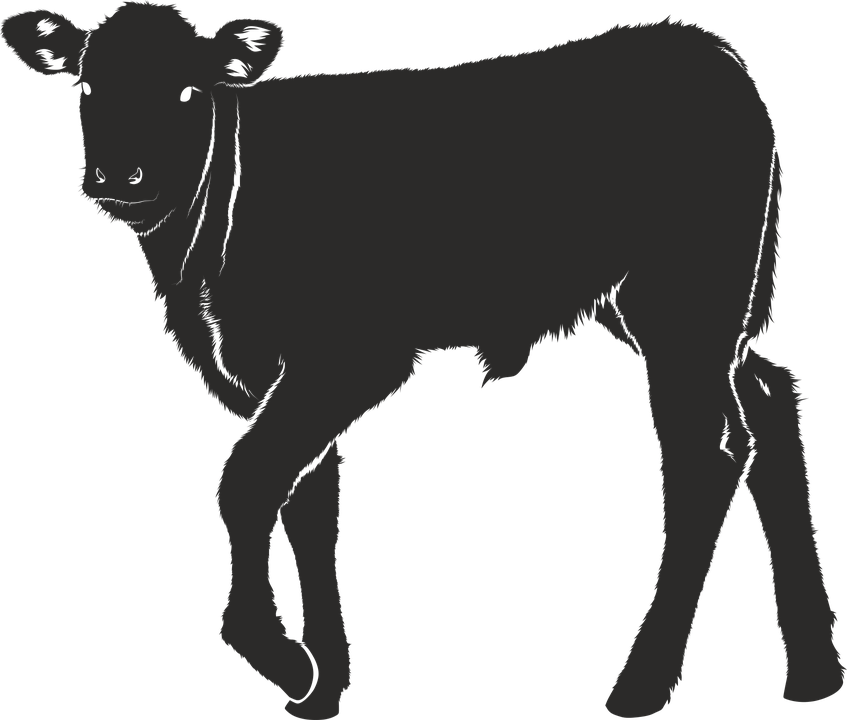 Svg Black And White Stock Calves Cheap Beef Cow Panda - Silhouette Veau Clipart (847x720), Png Download