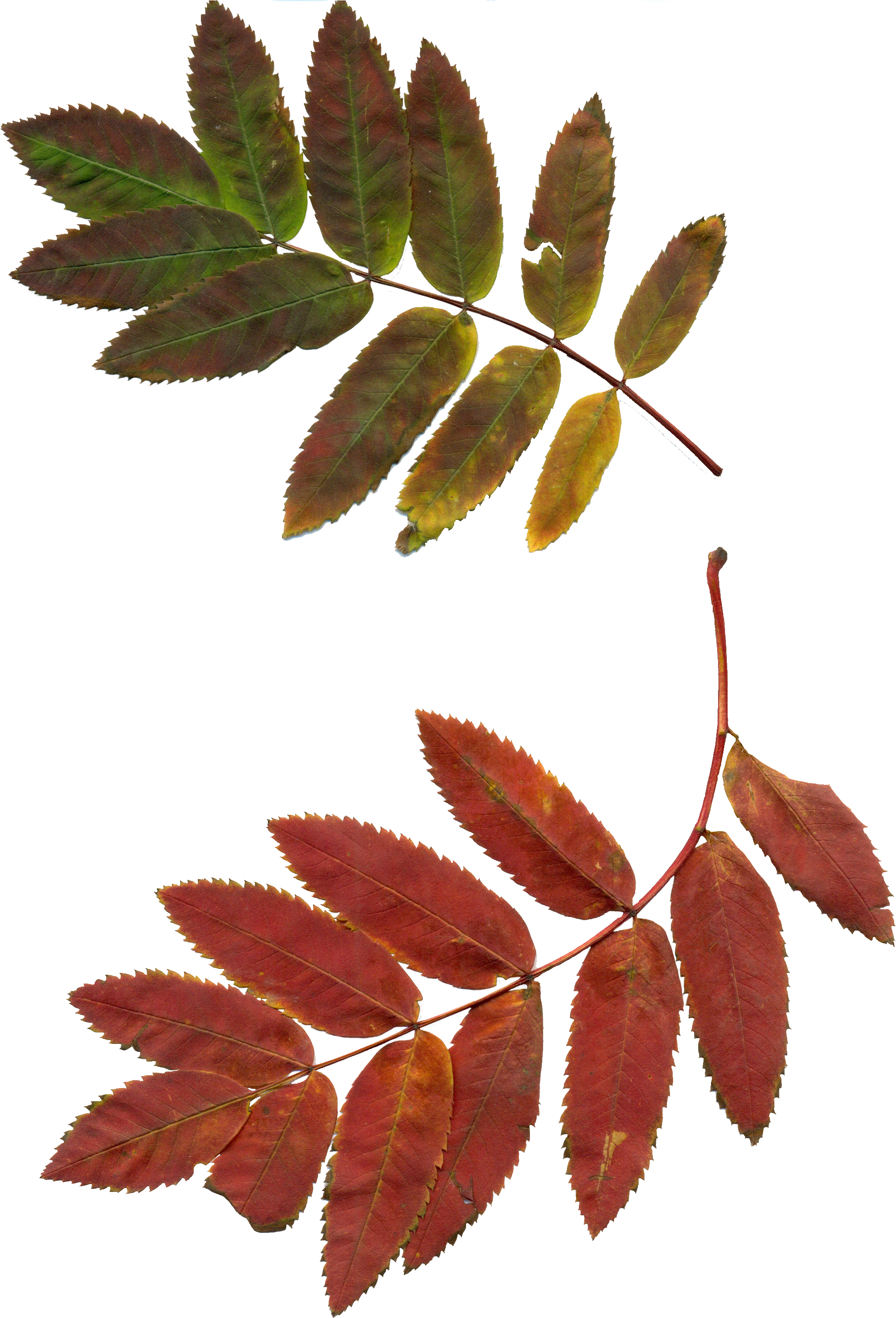 Leaves Autumn Leaves Rowan Clipart 1021412 - Jarzębina Liście - Png Download (2102x3008), Png Download