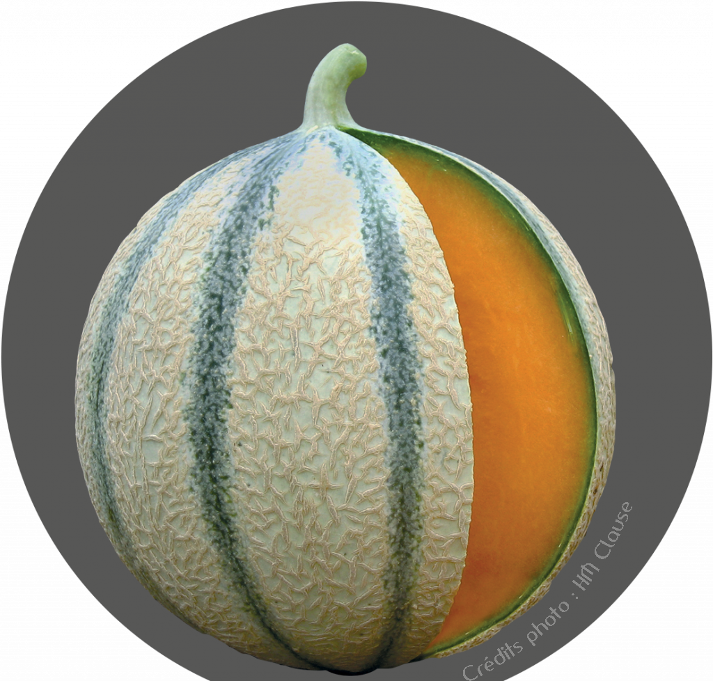 Accueil - Melon De Cavaillon Clipart (1024x978), Png Download