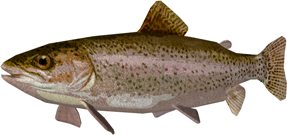 Rainbow Trout - Trout Clipart (1000x750), Png Download