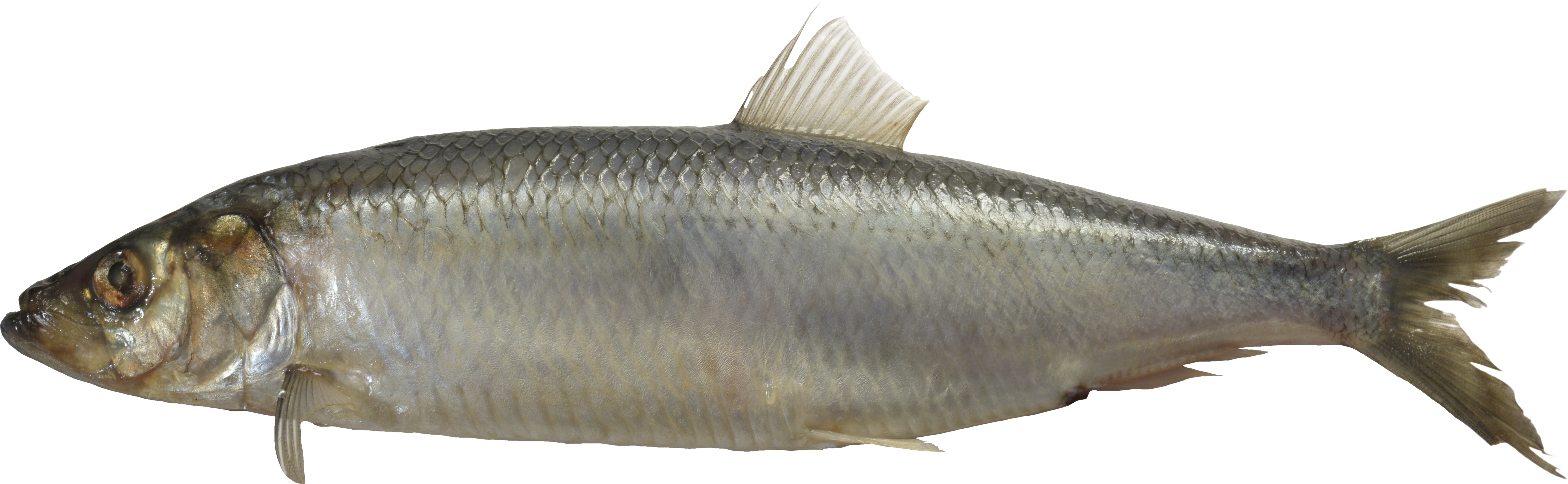 Fish Png - Giant Fish No Background Clipart (5752x1775), Png Download