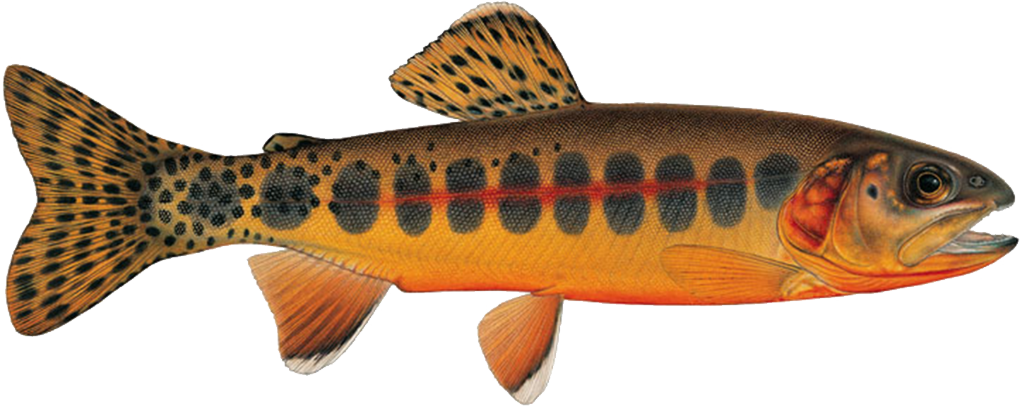 Sign Up For Season - California Golden Trout Clipart (1444x576), Png Download