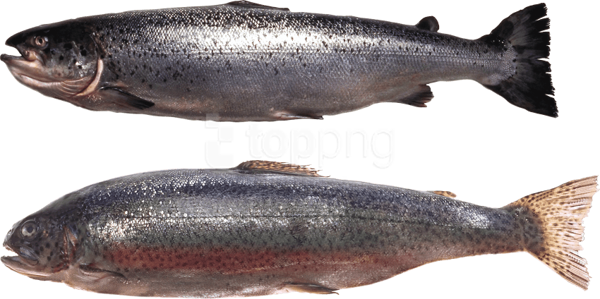 Free Png سمك Png Images Transparent - Fish Clipart (850x424), Png Download