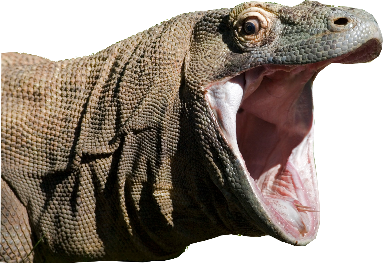 Komodo Dragon Clipart (1536x1024), Png Download