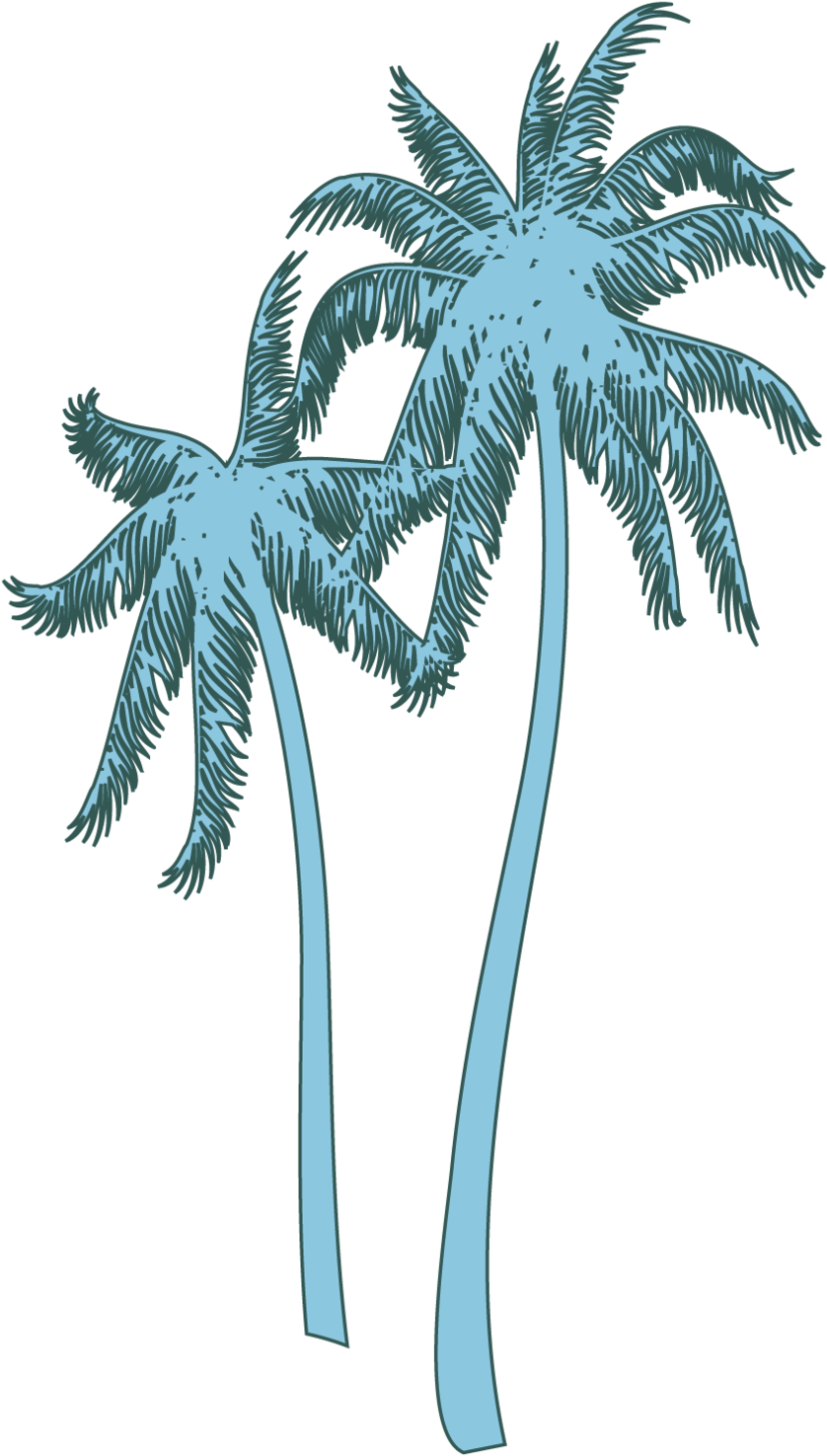 Coconut Tree , Png Download - Roystonea Clipart (838x1475), Png Download