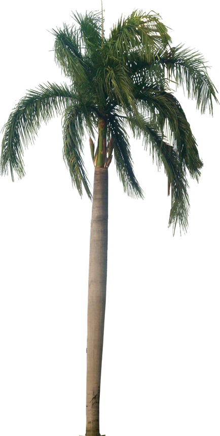 434 X 859 8 - Royal Palm Tree Png Clipart (434x859), Png Download