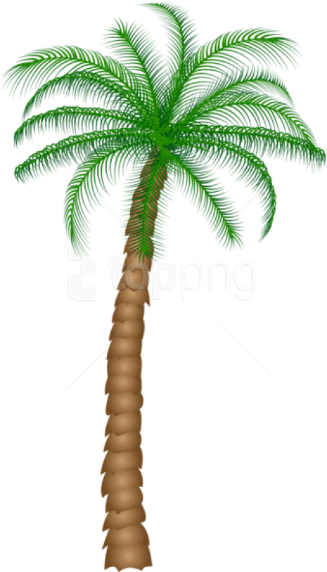 Free Png Download Palm Tree Png Images Background Png - Real Palm Tree Transparent Background Clipart (480x826), Png Download