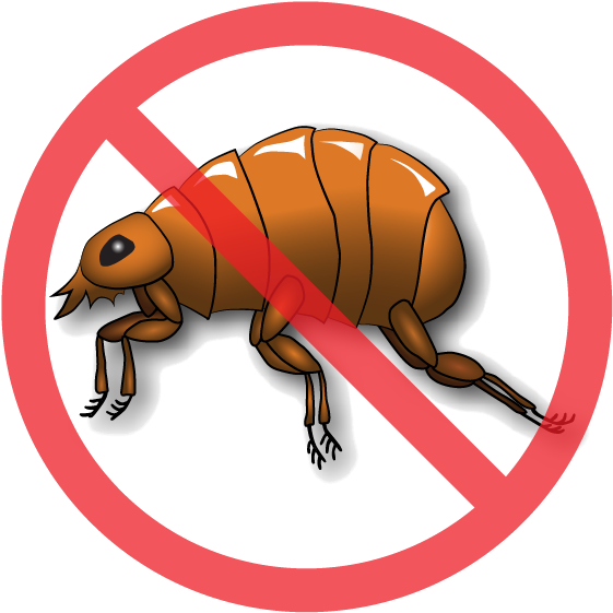 The Nematodes Actively Hunt Down And Kill Fleas While - Transparent Flea Clipart - Png Download (568x569), Png Download