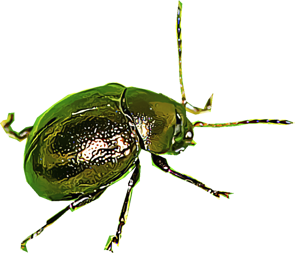 Flea Beetles Png , Png Download Clipart (985x844), Png Download