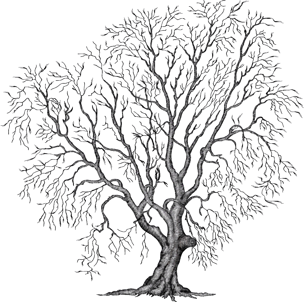 Winter Tree Clipart - Trees In Autumn Png Transparent Png (1164x1214), Png Download