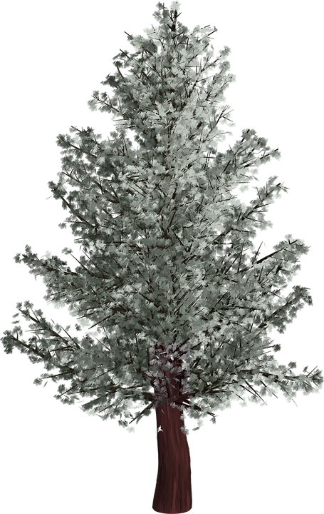 Tree, Isolated, Pine Tree, Winter, Transparent - Pino En Invierno Png Clipart (455x720), Png Download