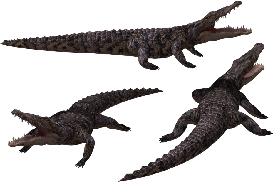 Crocodile Free Png Transparent Background Images Free - Crocodile 3d Png Clipart (1024x645), Png Download