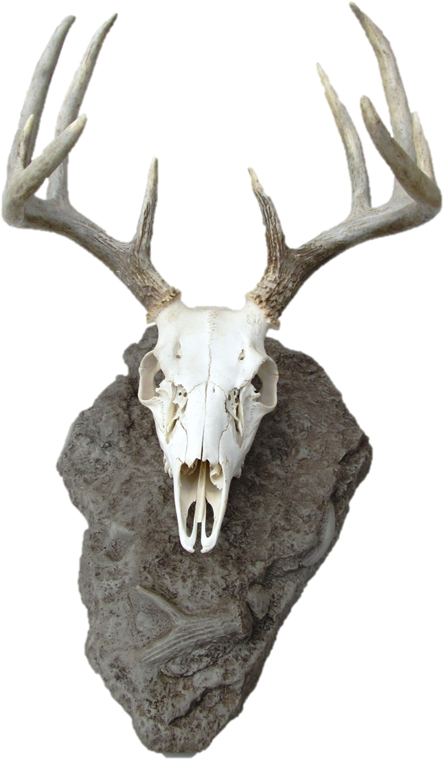 Deer Skulls, Animal Skulls, Skull And Bones, Personality, - Deer Skull Mount Clipart (678x1125), Png Download