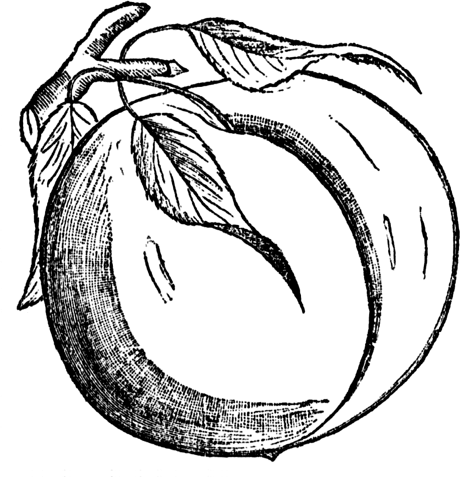 Peach Clip Art Free Free Clipart Image Image - Clip Art - Png Download (945x975), Png Download