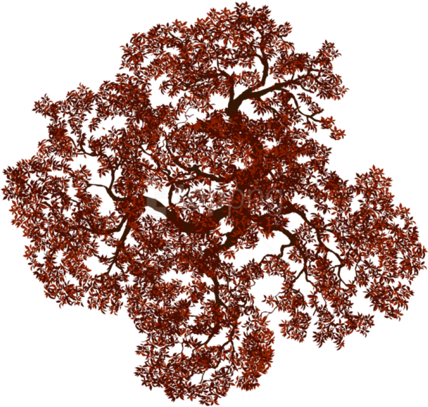 Download Fall Tree Png Images Background - Illustration Clipart (850x805), Png Download