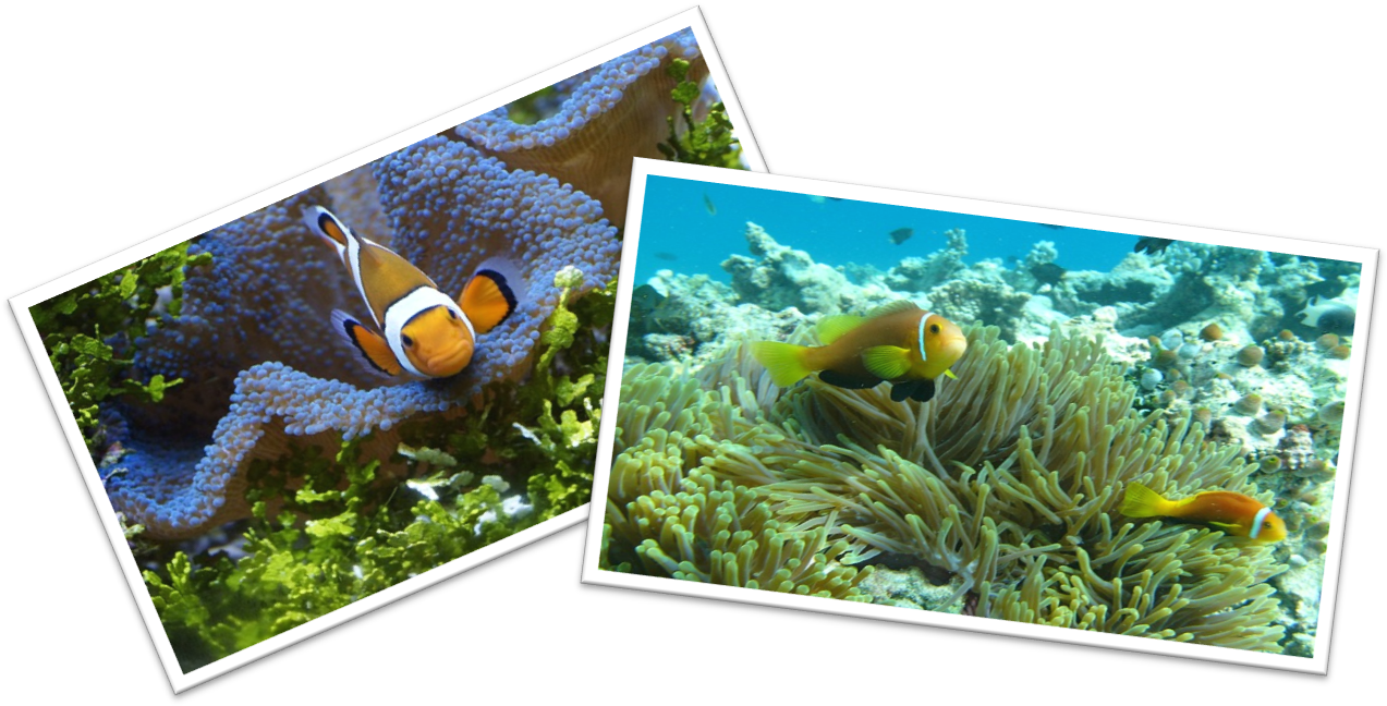 Maintaining Clown Fish Tank Clipart (1273x648), Png Download