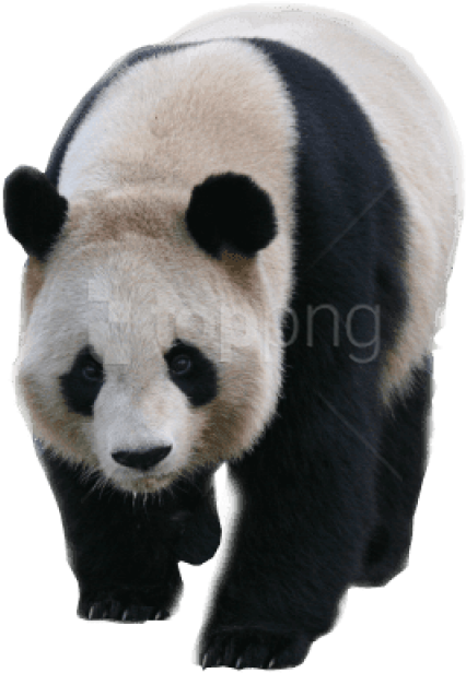 Free Png Download Walking Panda Png Images Background - Panda Transparent Background Clipart (480x640), Png Download