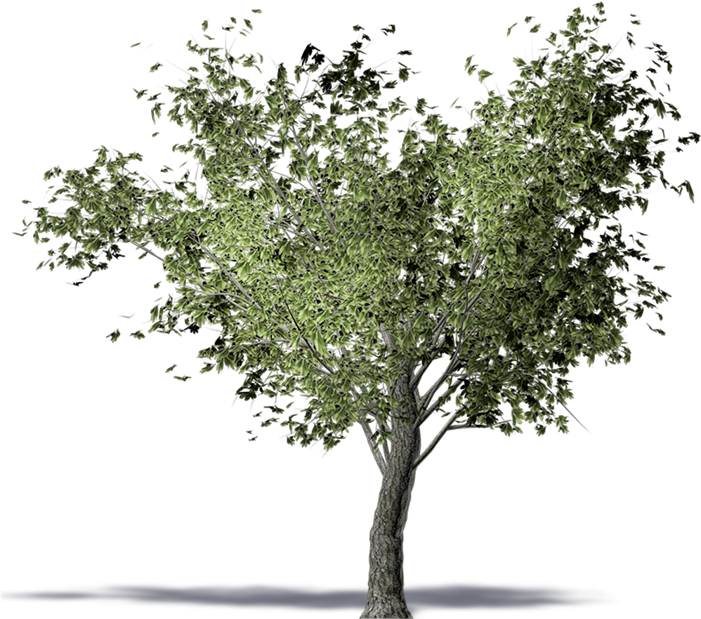 Olive Tree - Olive Tree Png Clipart (1000x1000), Png Download