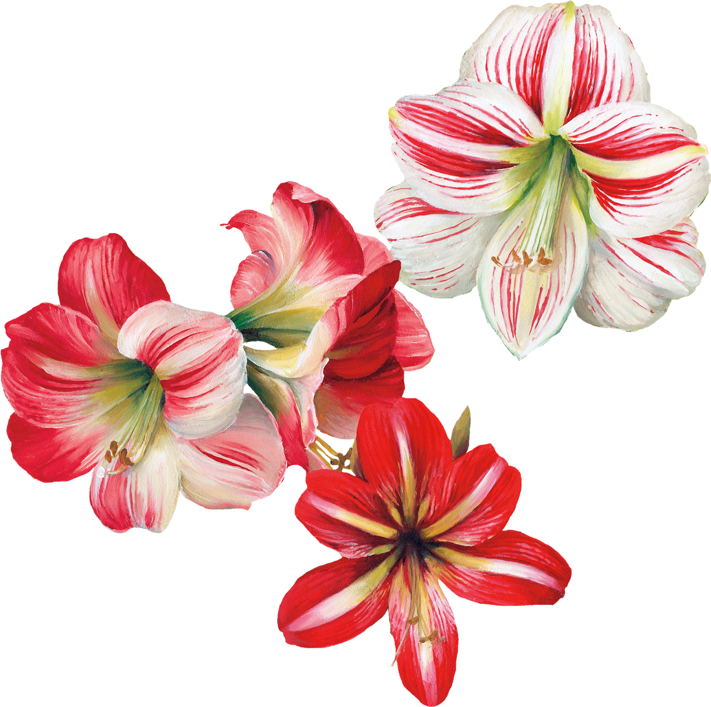 Floral Vector Png, Botanical Flowers, Botanical Prints, - Lily Clipart (1600x1480), Png Download