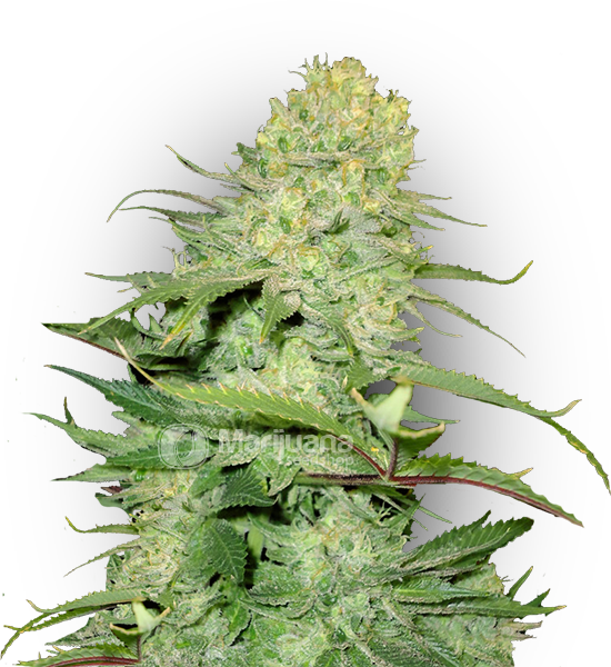Cheese Feminized Marijuana Seeds - 420 Magazine Clipart (550x600), Png Download