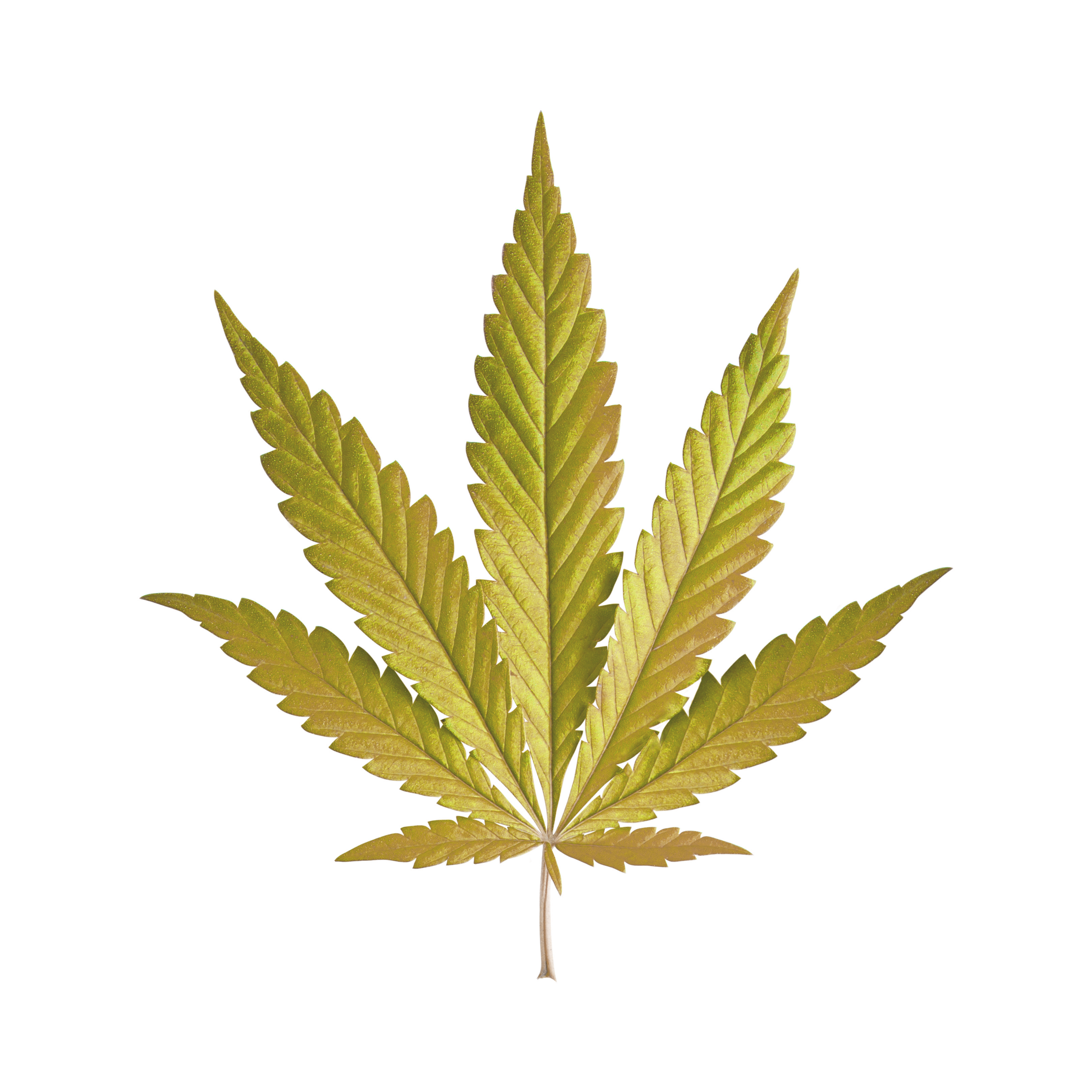 Hemp Leaf Clipart (3240x3240), Png Download