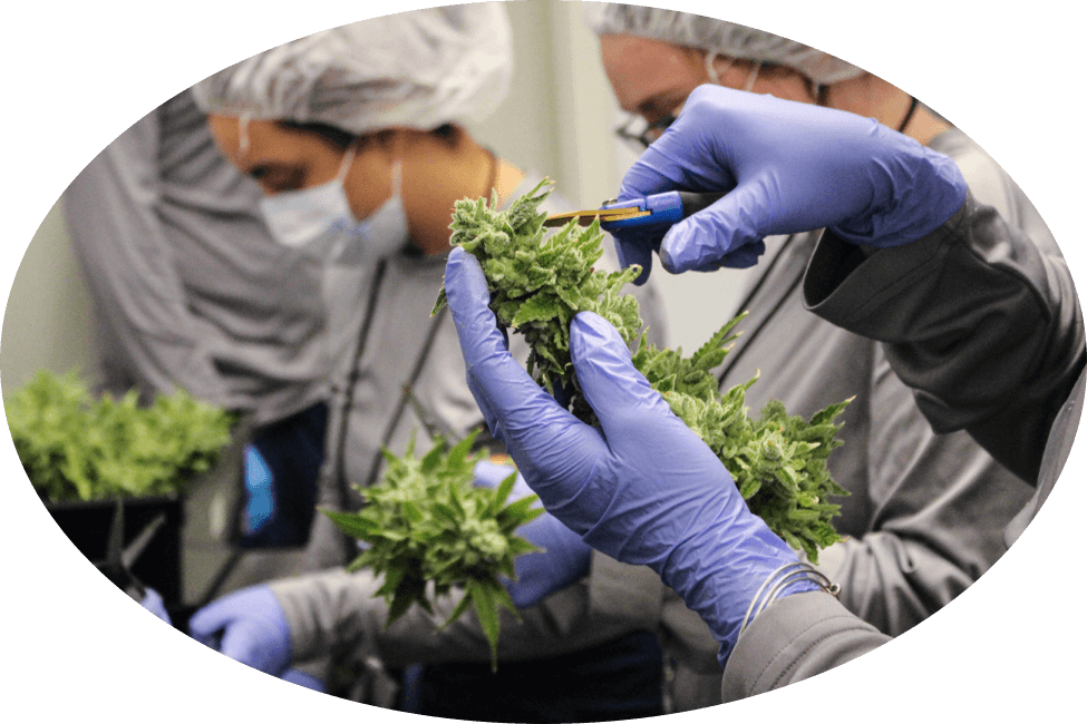 Cannabis Processing Associate - Medical Glove Clipart (975x650), Png Download