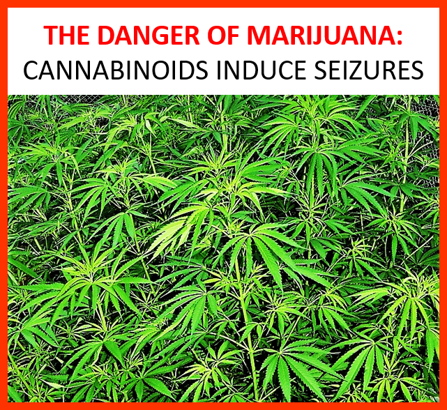 Marijuana Is The Most Commonly Abused Drug In The World, - Cannabinoids Clipart (641x588), Png Download