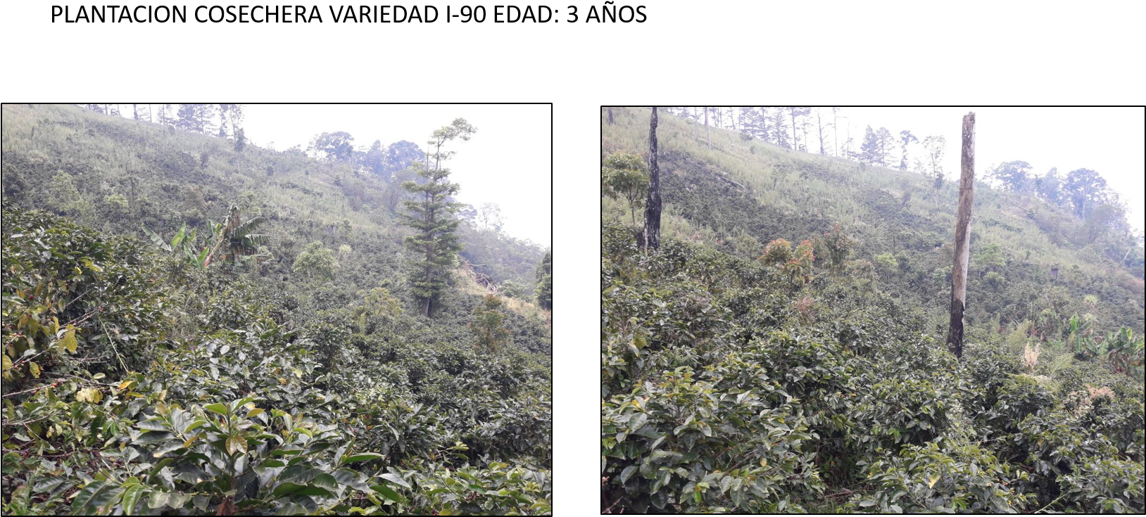 86 - - Plantation Clipart (1627x751), Png Download