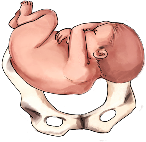 Transverse Baby - Baby's Position In Womb At 6 Months Clipart (500x647), Png Download