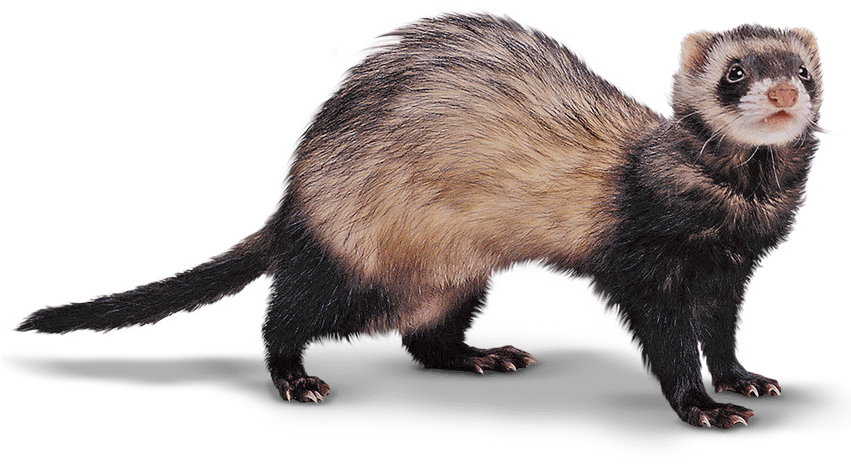 Ferret Png - Black Footed Ferret Png Clipart (850x500), Png Download