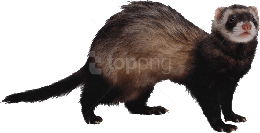 Free Png Ferret Png Images Transparent - Scientific Name For A Ferret Clipart (850x437), Png Download
