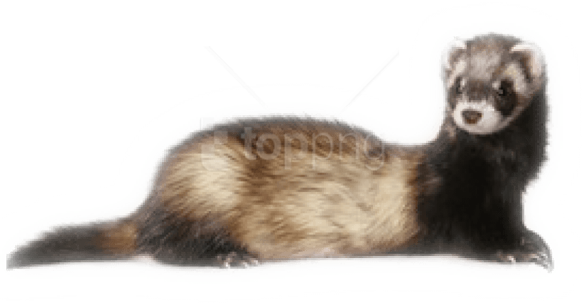 Free Png Images - Ferret Png Clipart (850x442), Png Download
